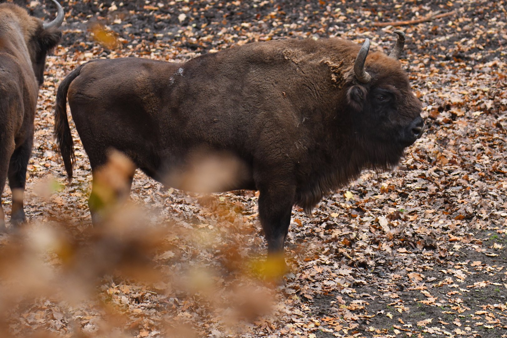 Wisent (Bison bonasus)