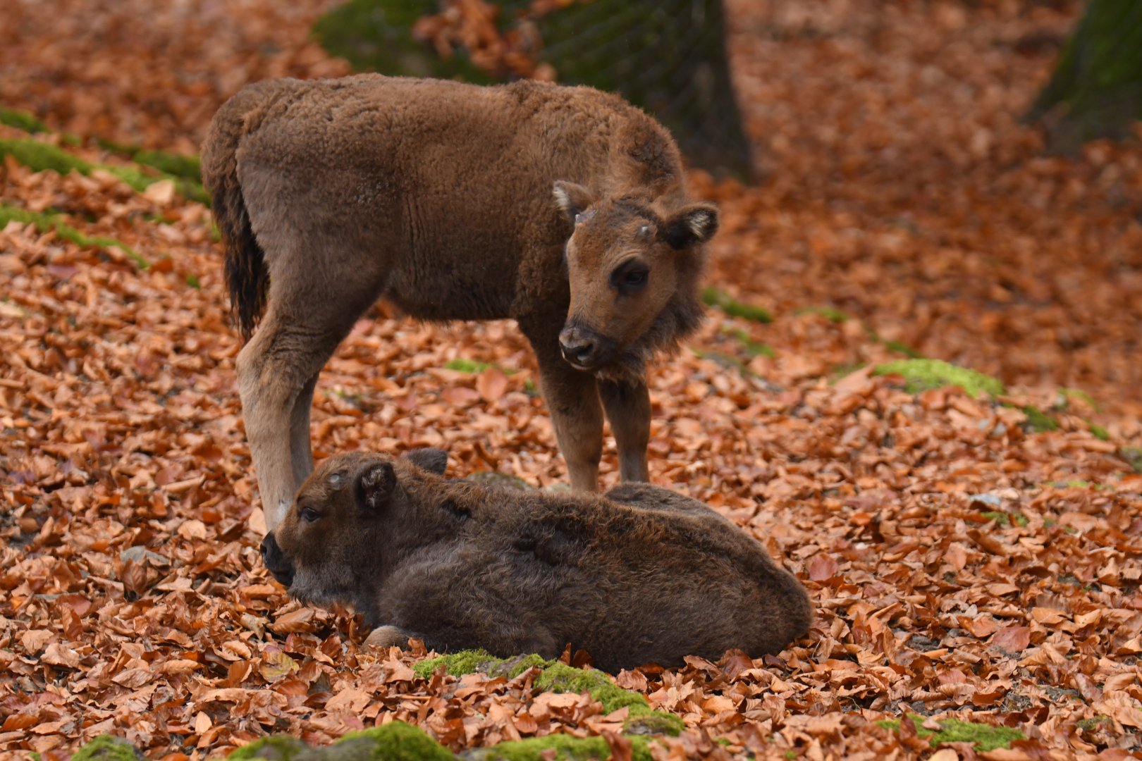 Wisent (Bison bonasus)