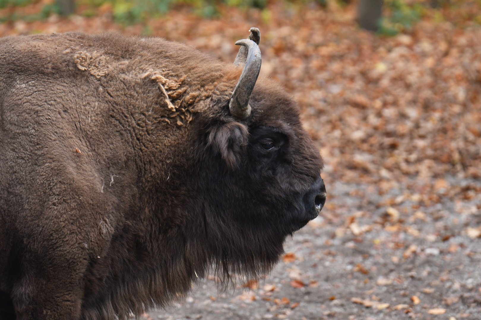 Wisent (Bison bonasus)