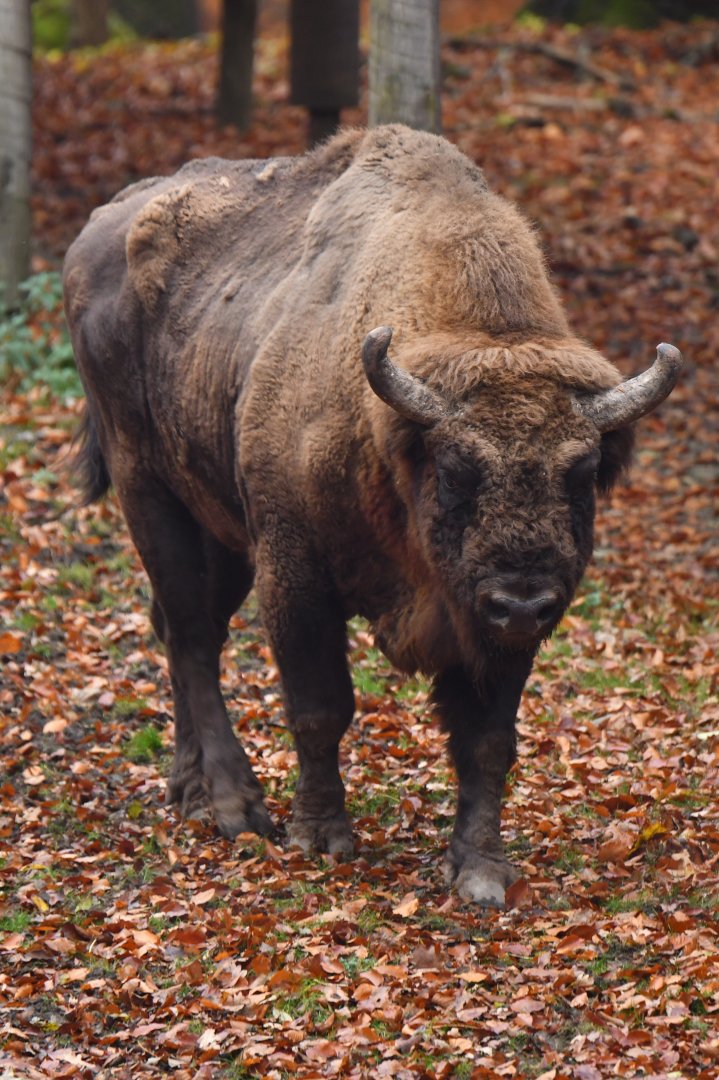 Wisent (Bison bonasus)