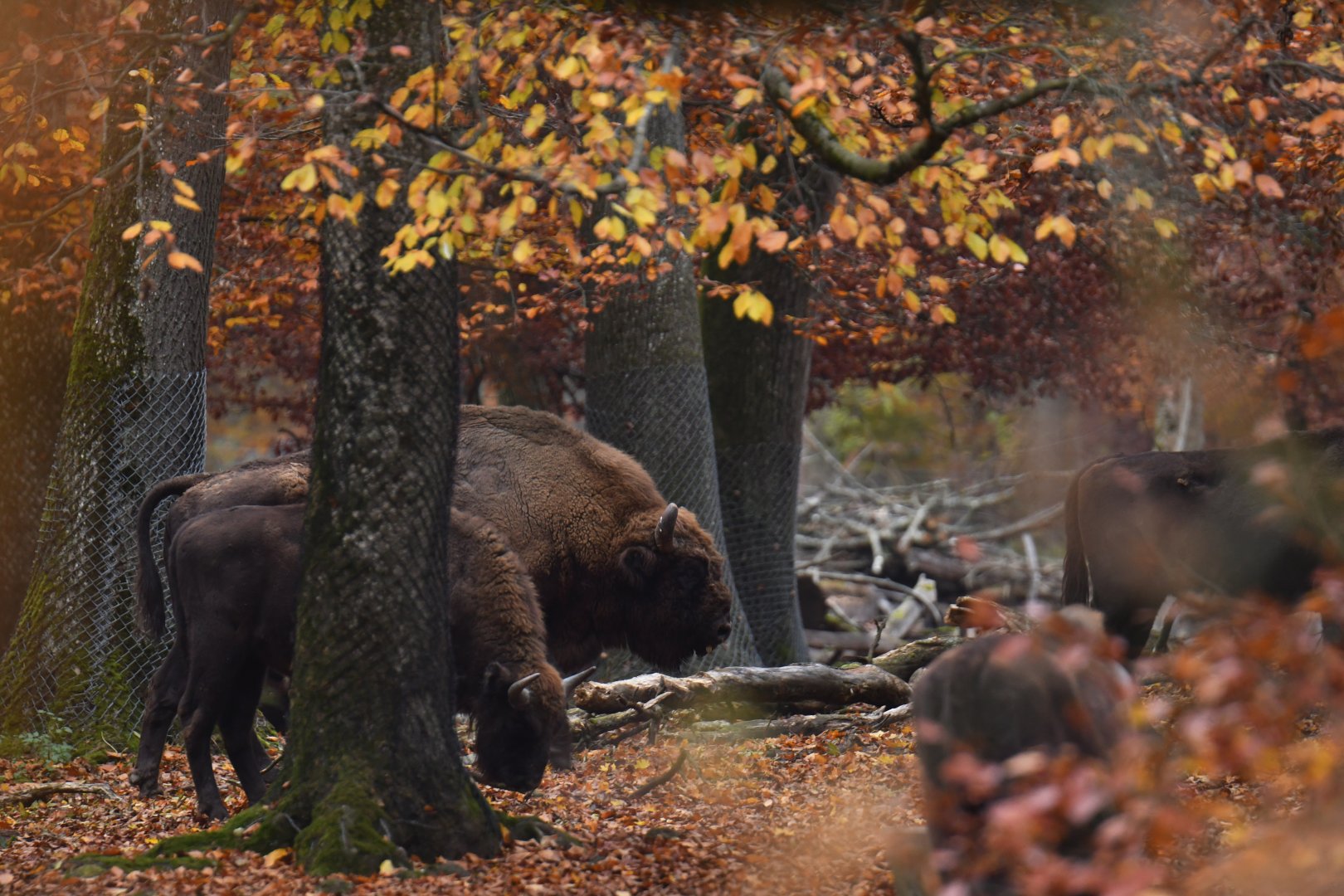 Wisent (Bison bonasus)