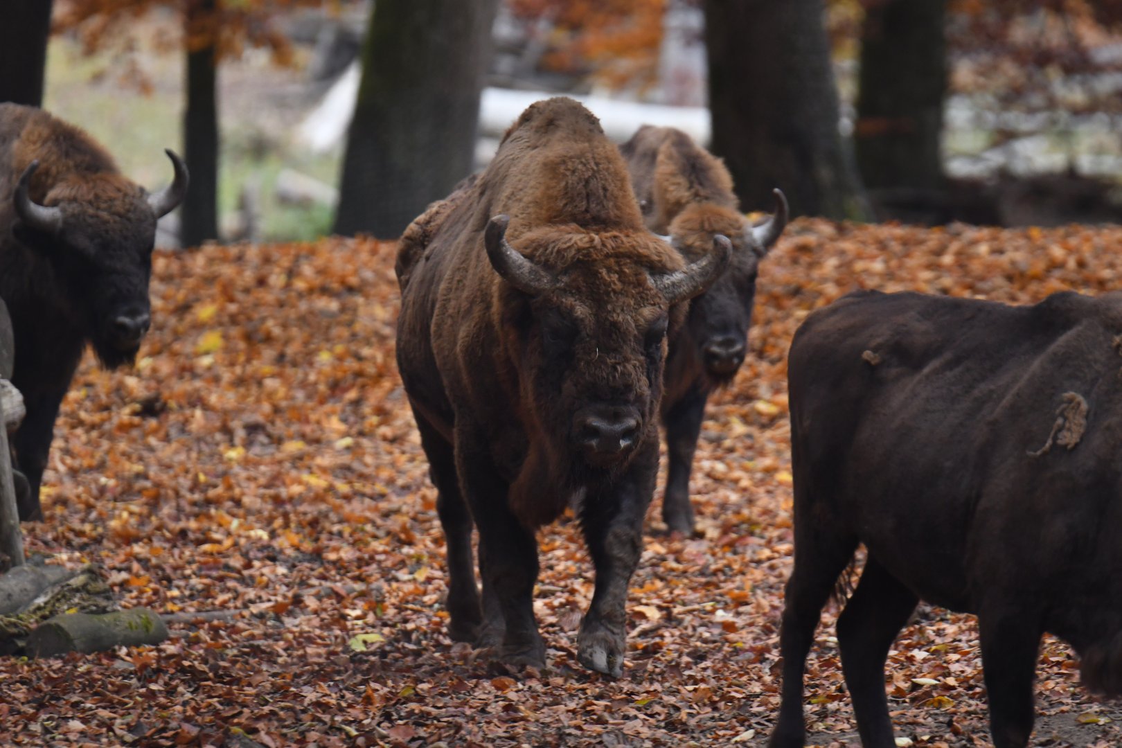 Wisent (Bison bonasus)