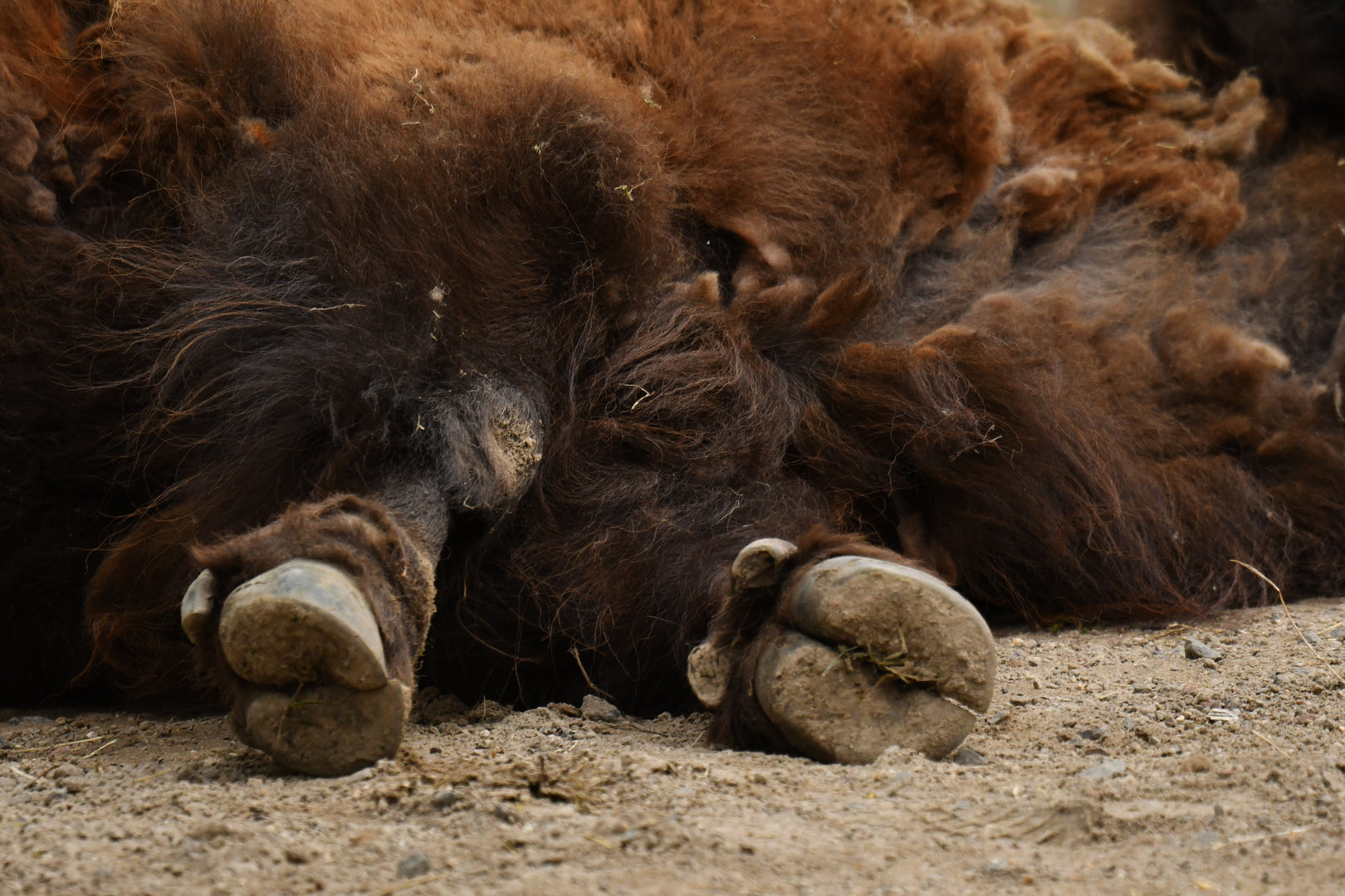 Wisent (Bison bonasus)