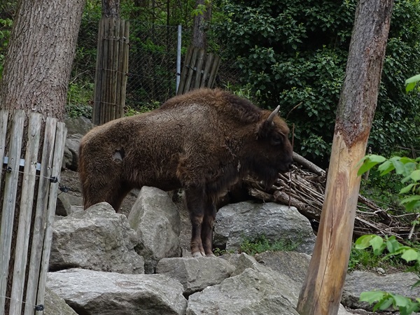 Wisent (Bison bonasus)