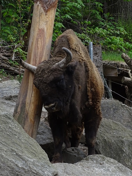 Wisent (Bison bonasus)
