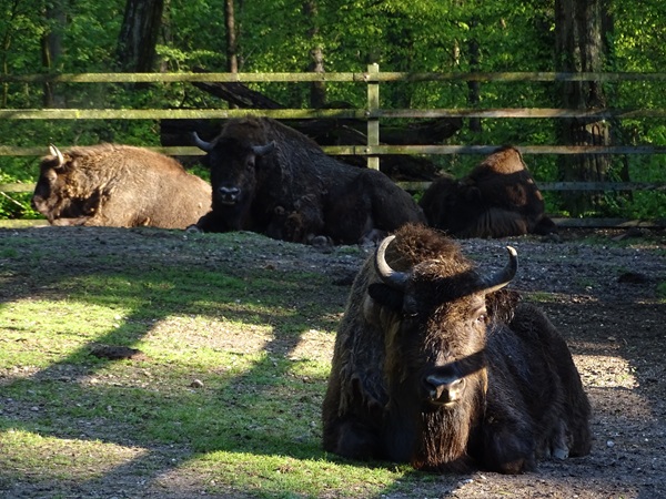 Wisent (Bison bonasus)