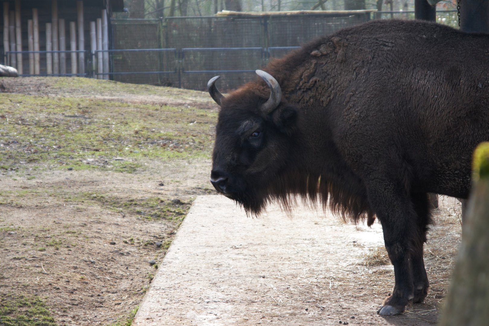 Wisent (Bison bonasus)