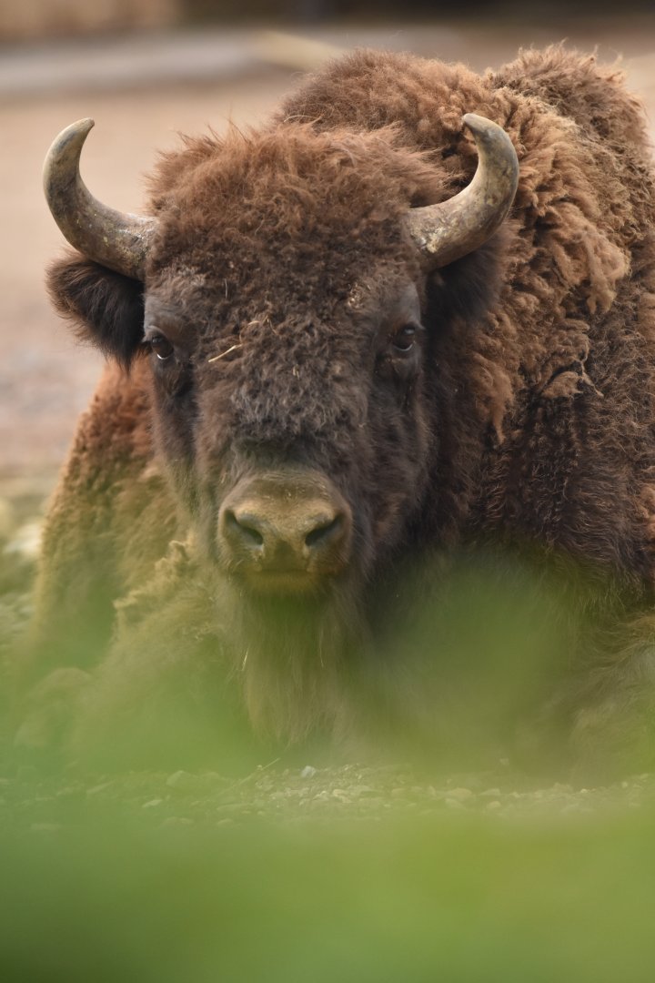 Wisent Bison bonasus