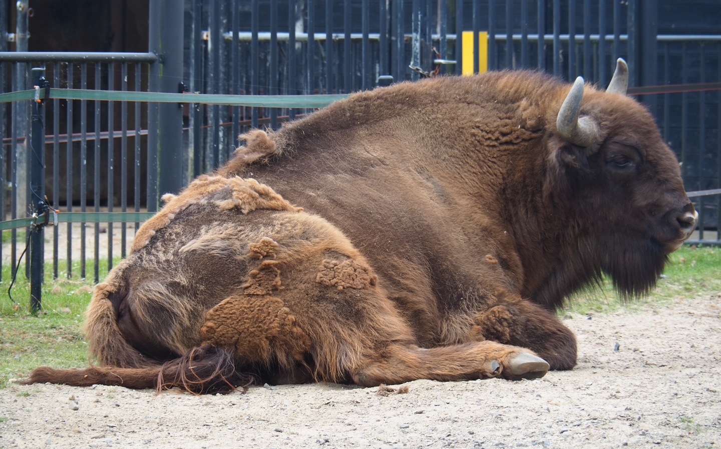 Wisent bull (Bison bonasus), 2019-06-26