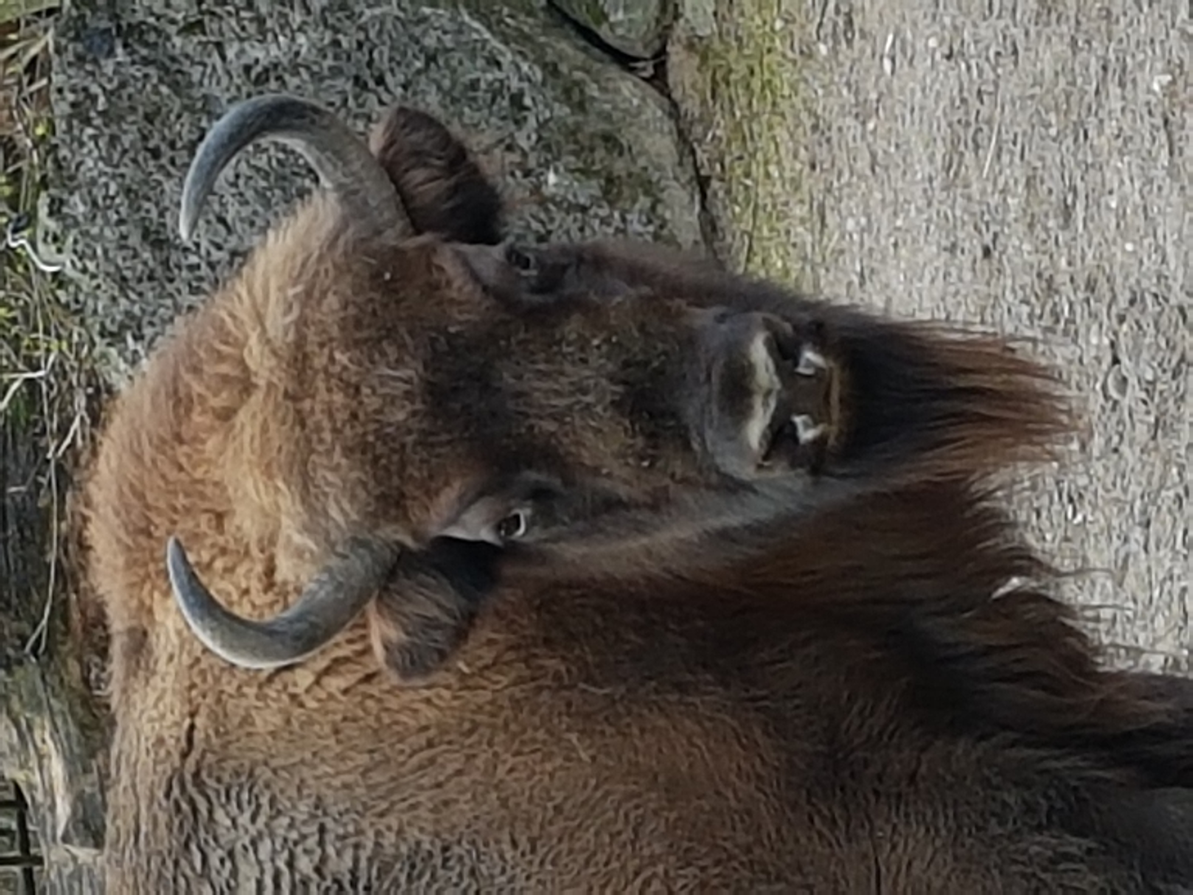 Wisent bull