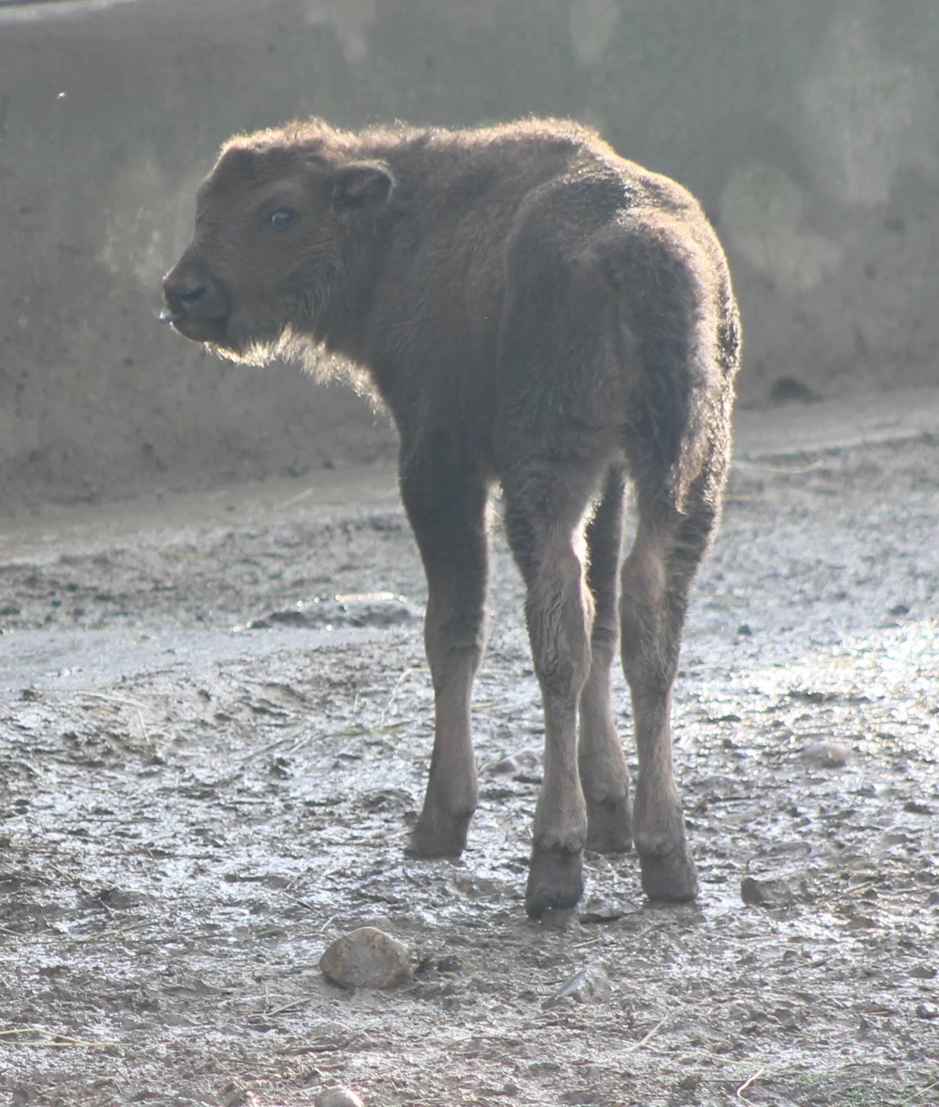 Wisent calf