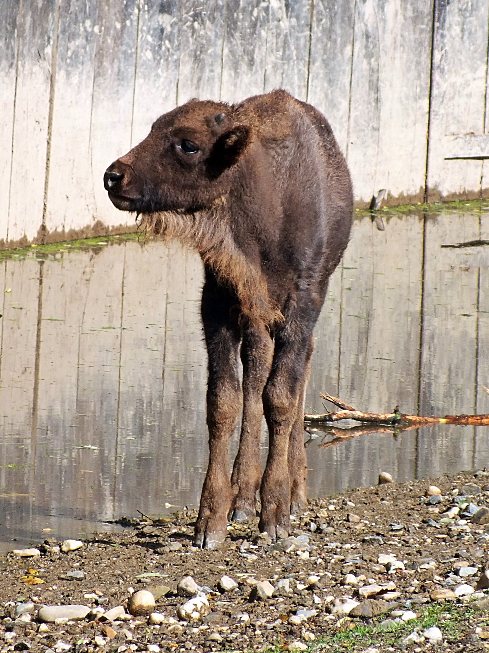 Wisent calf