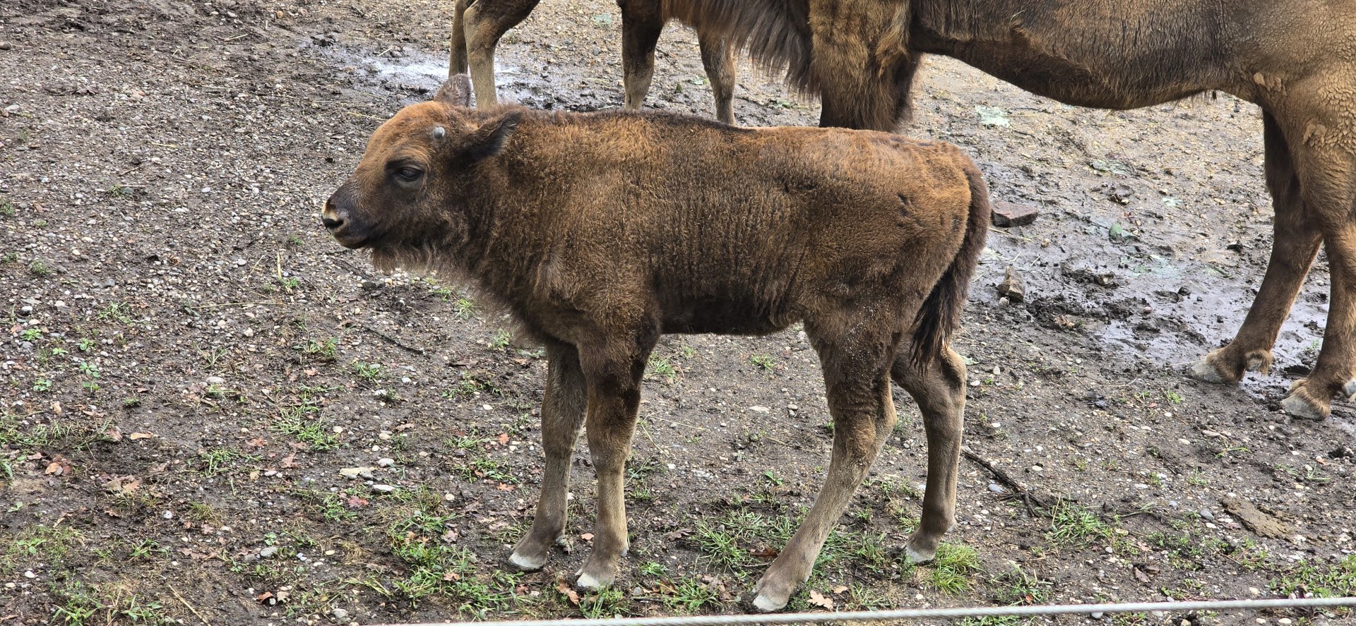 Wisent calf