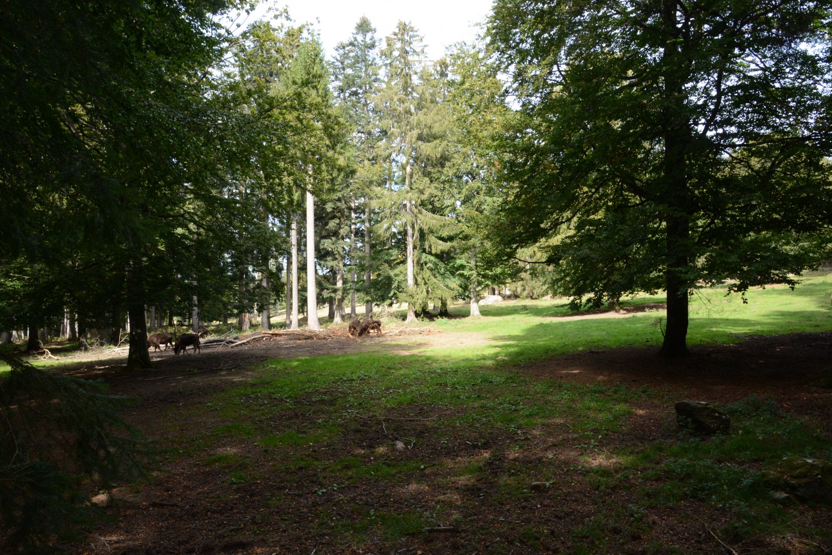 Wisent enclosure (10 hectares)