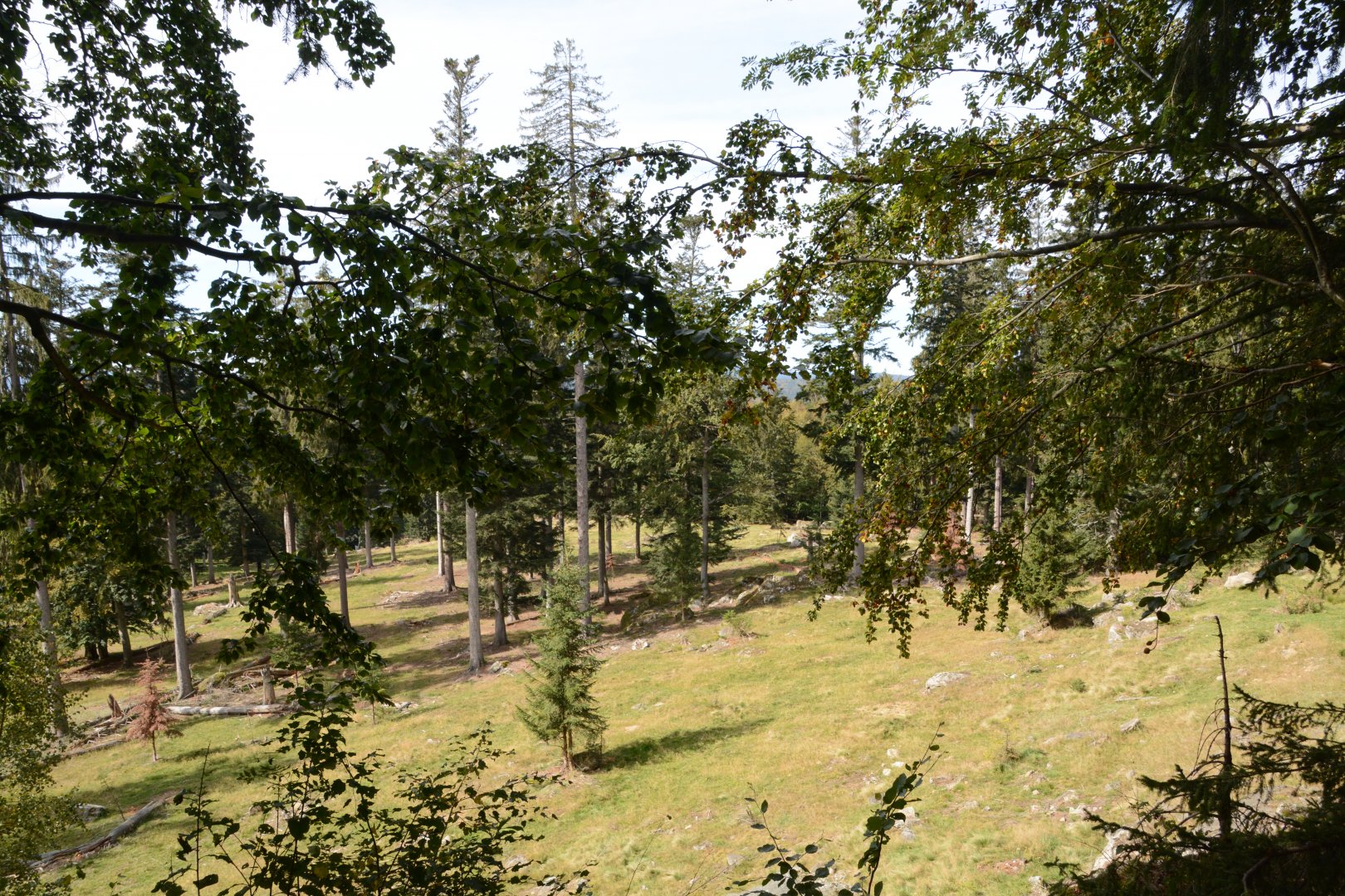 Wisent enclosure (10 hectares)