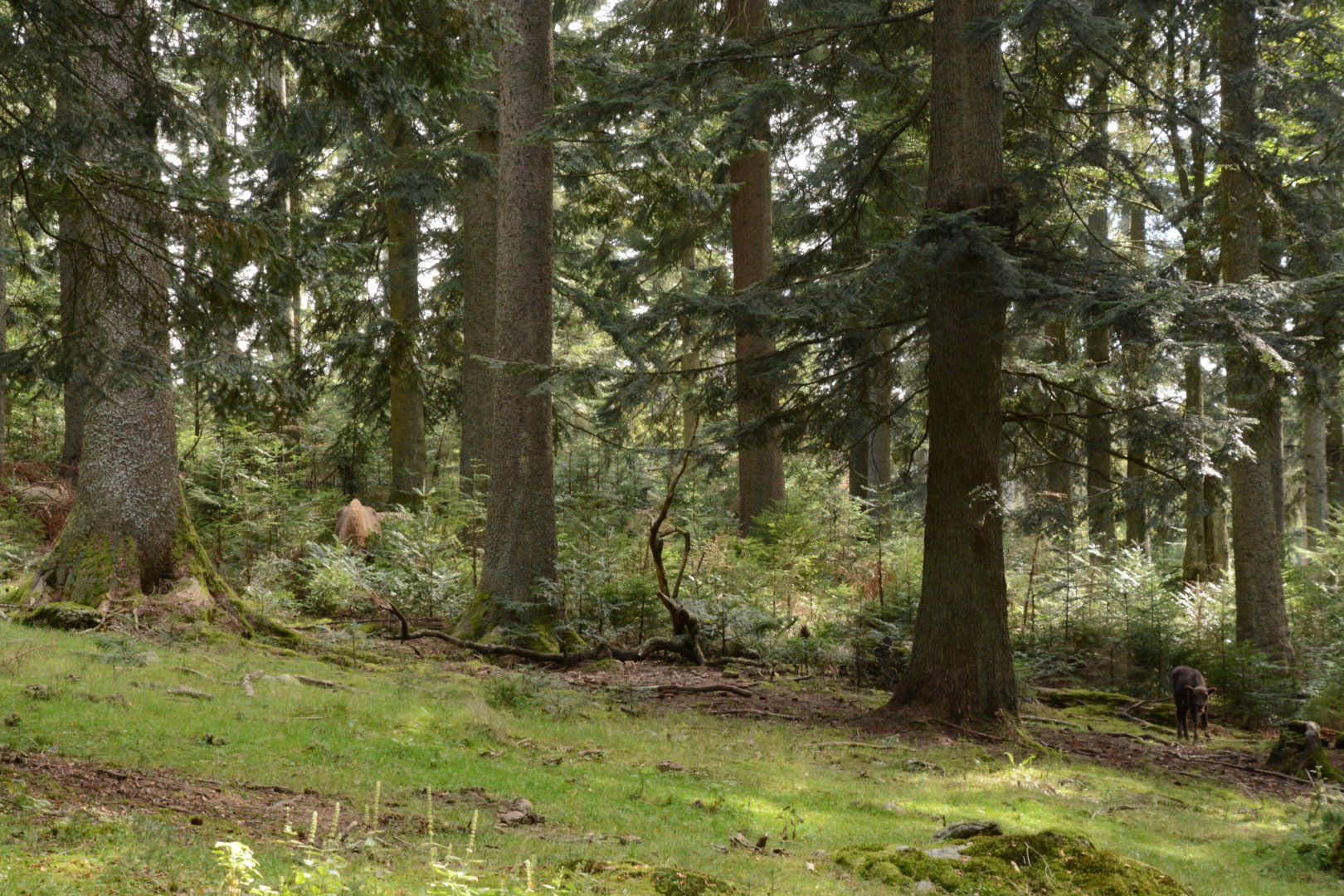 Wisent enclosure (10 hectares)