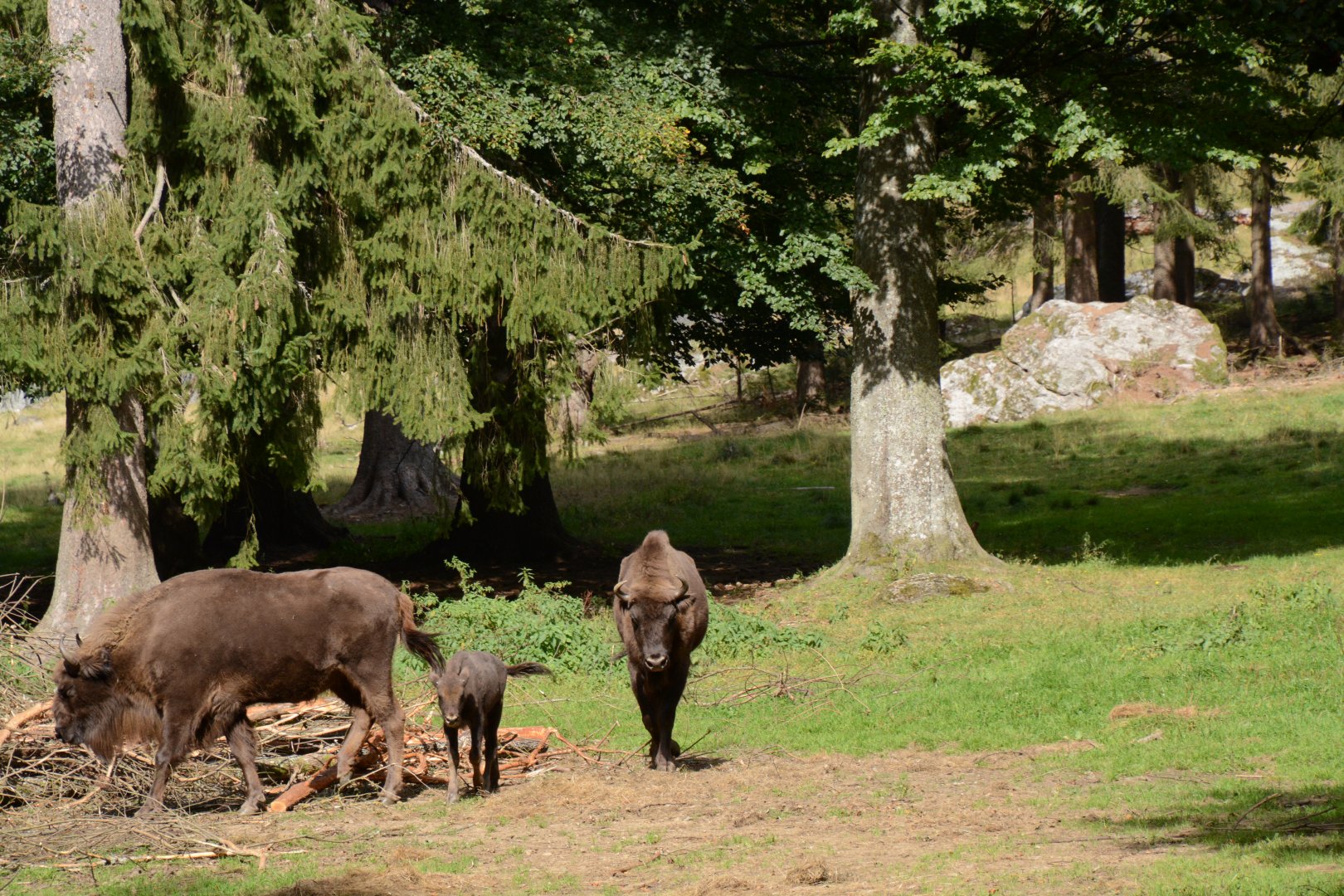 Wisent enclosure (10 hectares)