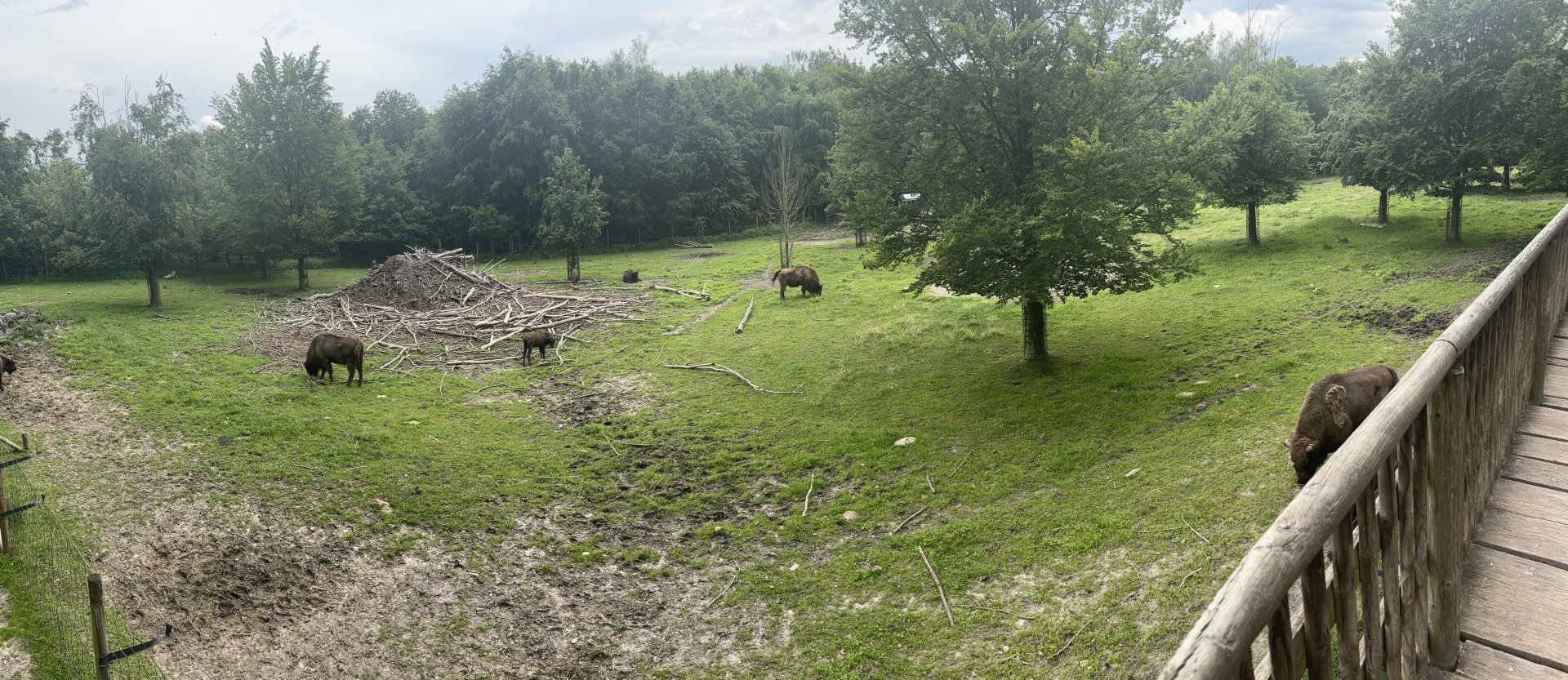 Wisent Enclosure at Wildpark Poing