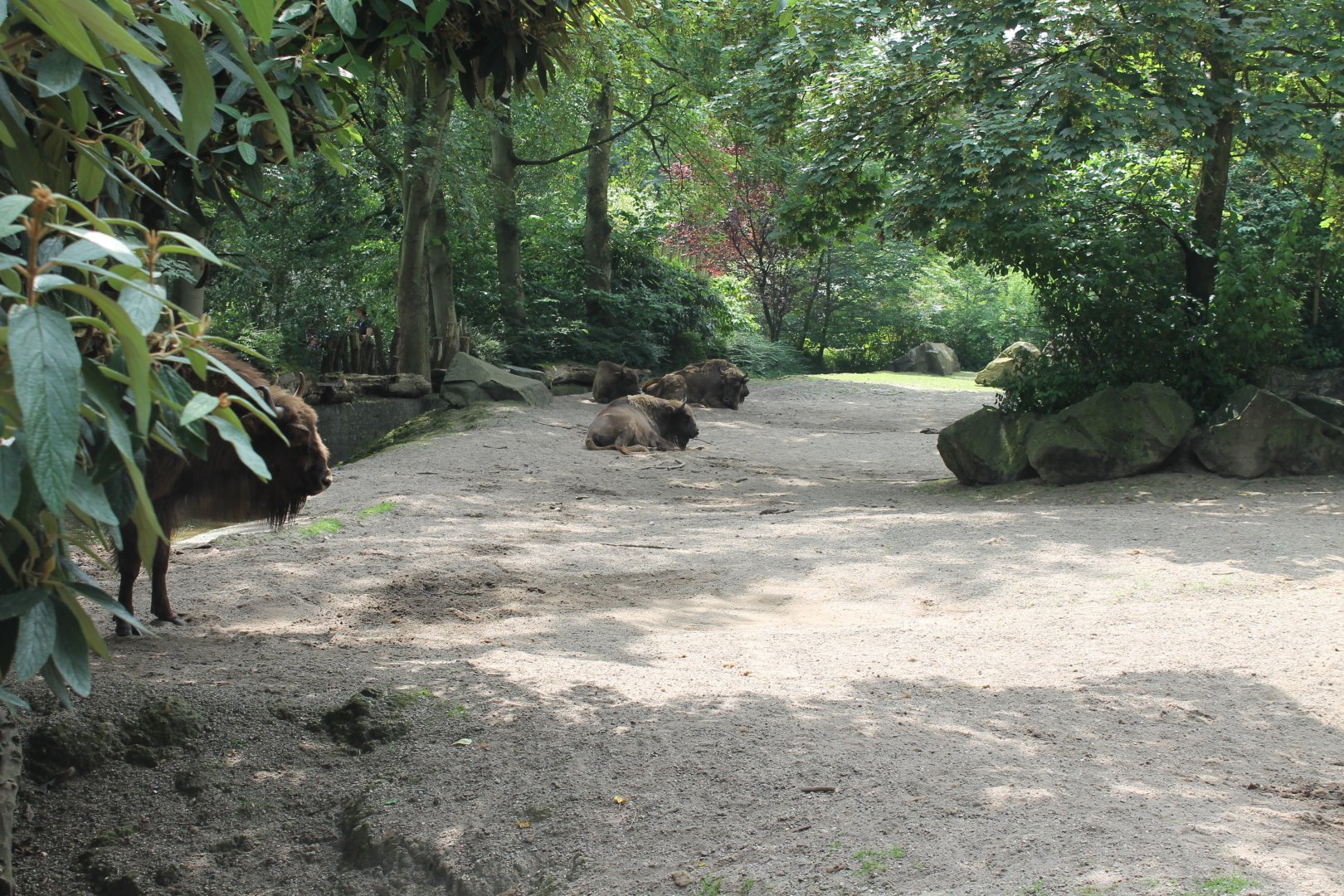 Wisent enclosure