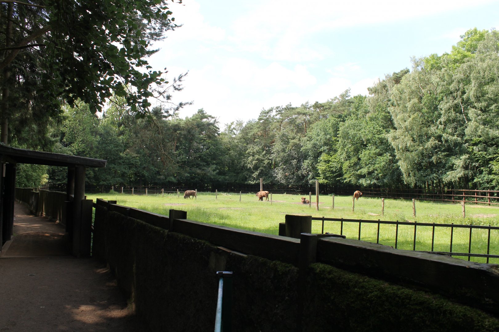 Wisent-enclosure