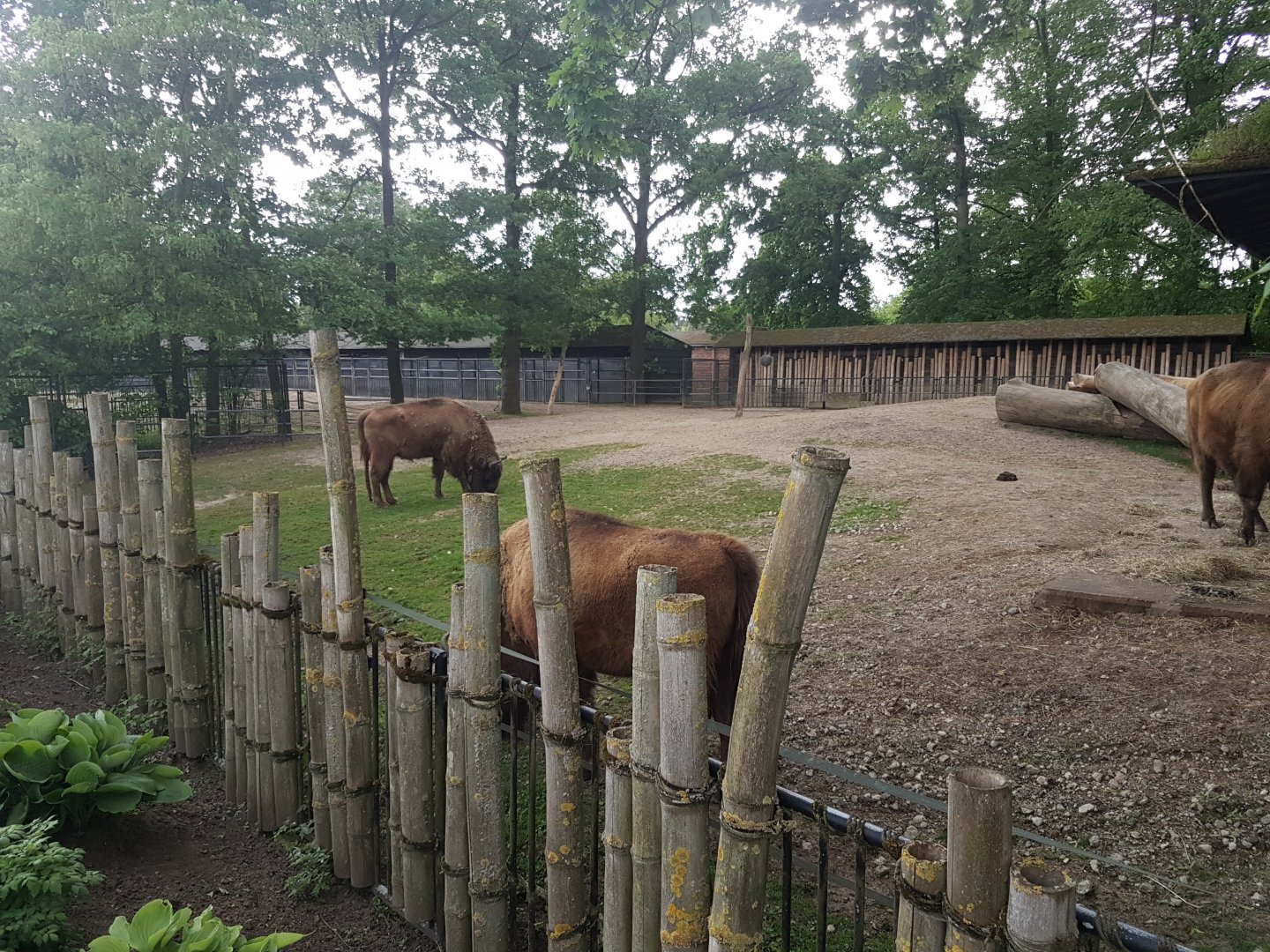 Wisent-enclosure