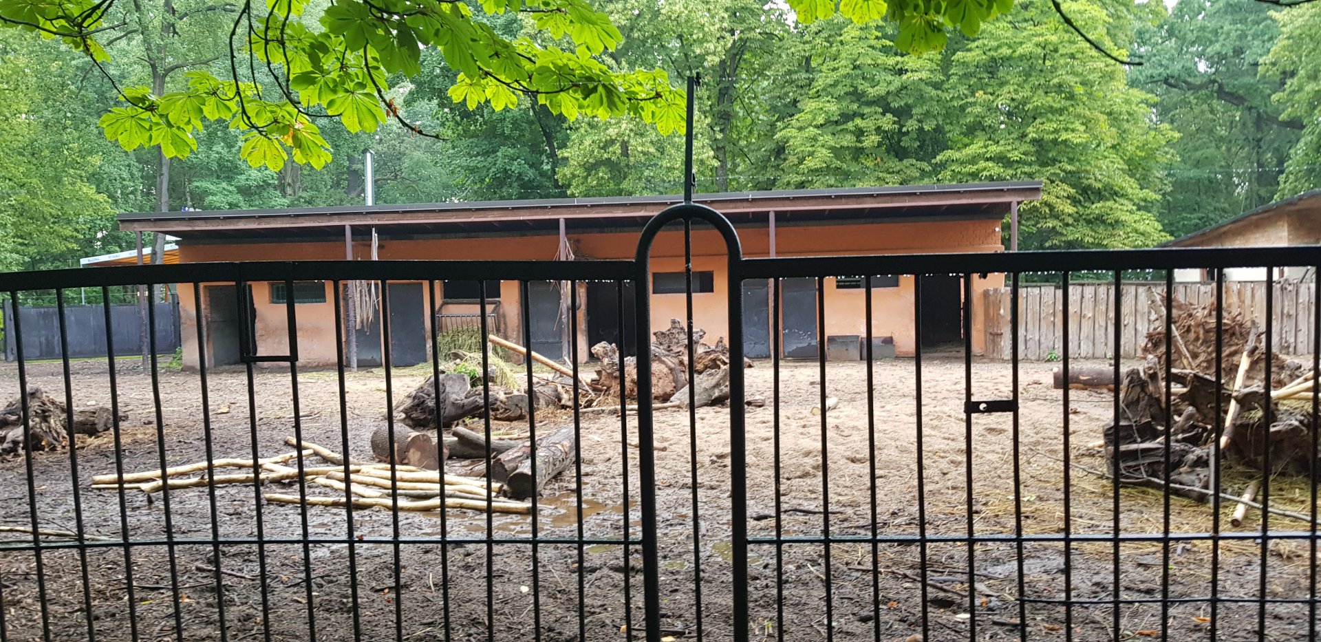 Wisent enclosure