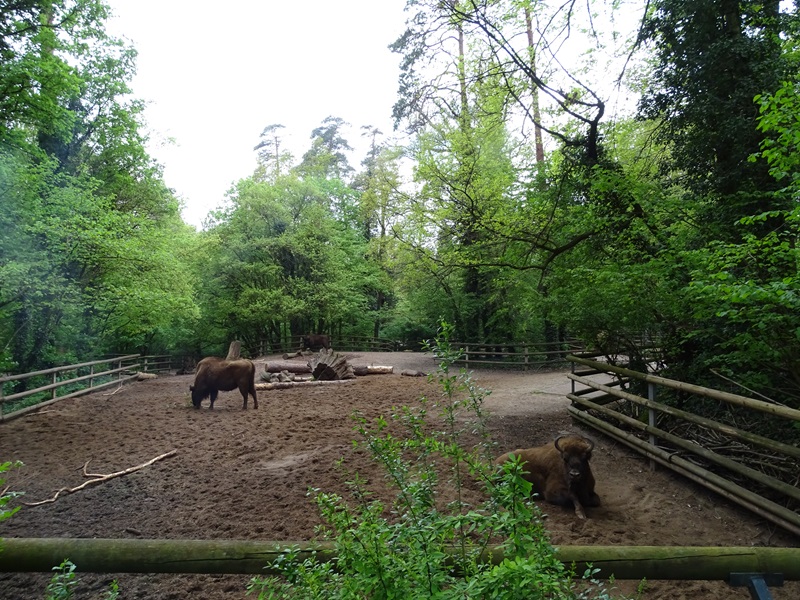 Wisent enclosure