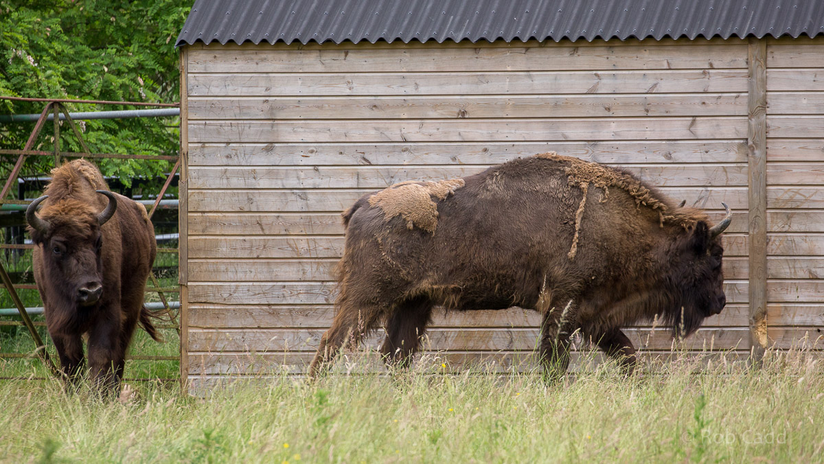 Wisent / European bison : 01 Jul 2016
