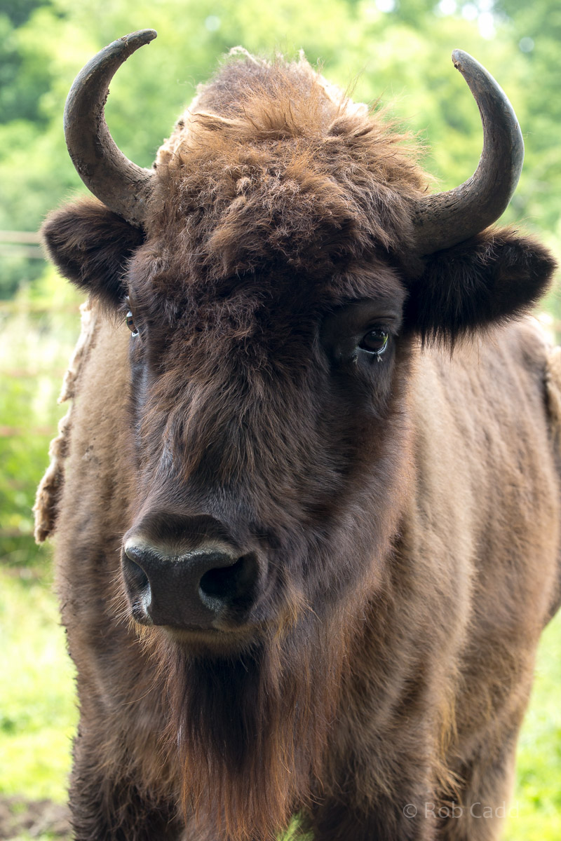 Wisent / European bison : 01 Jul 2016