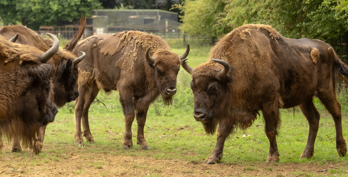 Wisent / European bison : Whipsnade : 01 Aug 2025