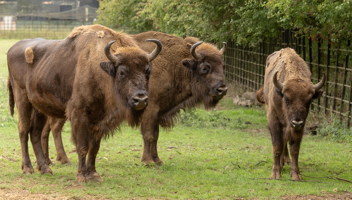 Wisent / European bison : Whipsnade : 01 Aug 2025