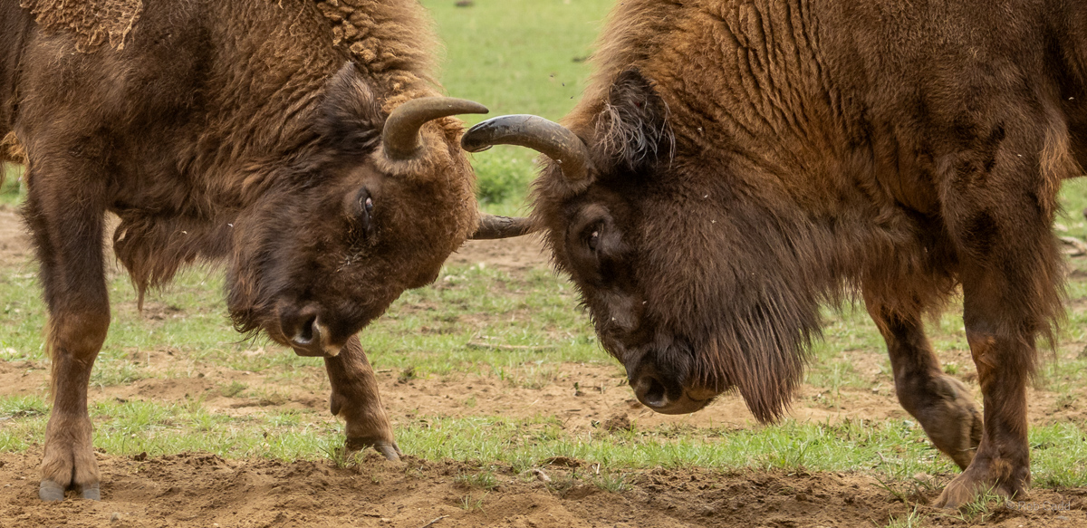 Wisent / European bison : Whipsnade : 01 Aug 2025