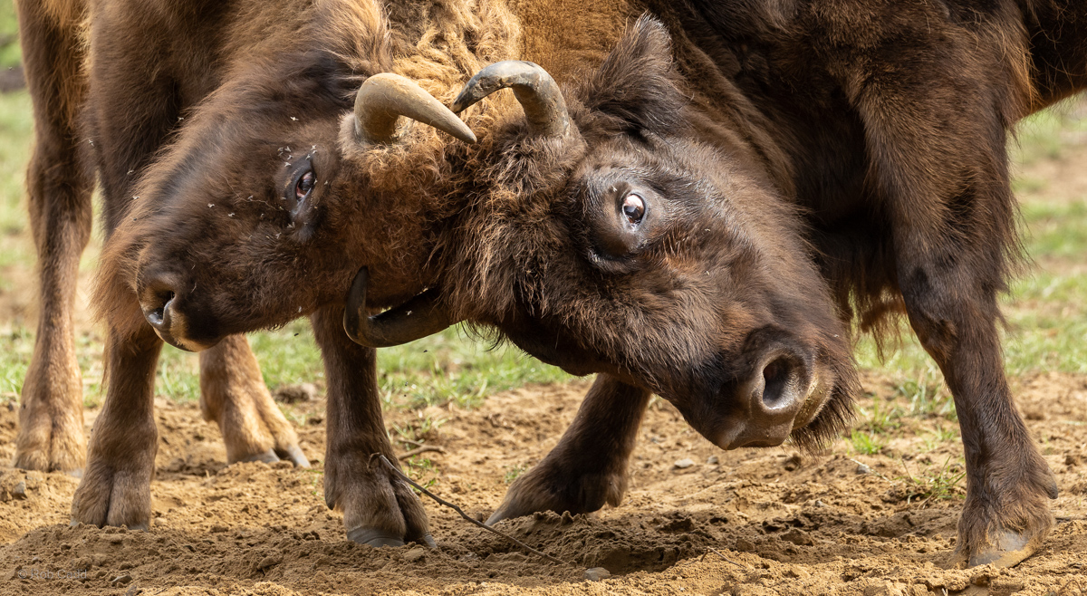 Wisent / European bison : Whipsnade : 03 Aug 2025