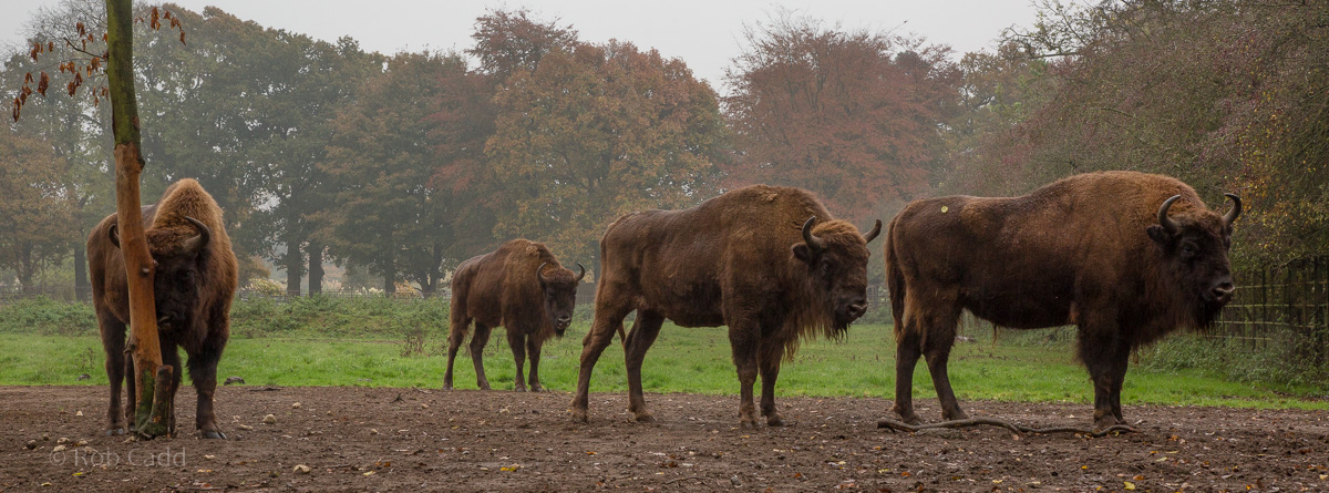 Wisent / European bison : Whipsnade : 04 Nov 2016