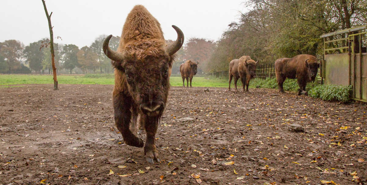 Wisent / European bison : Whipsnade : 04 Nov 2016