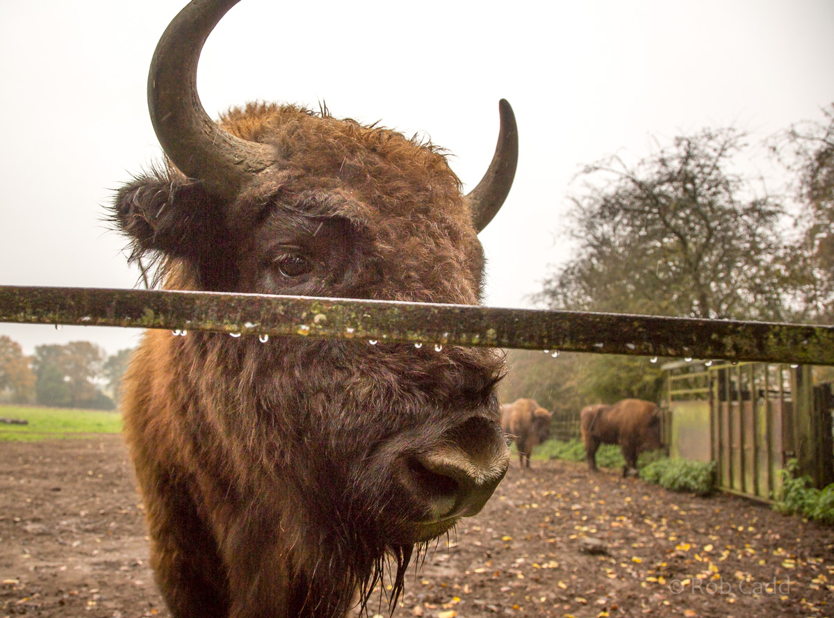 Wisent / European bison : Whipsnade : 04 Nov 2016