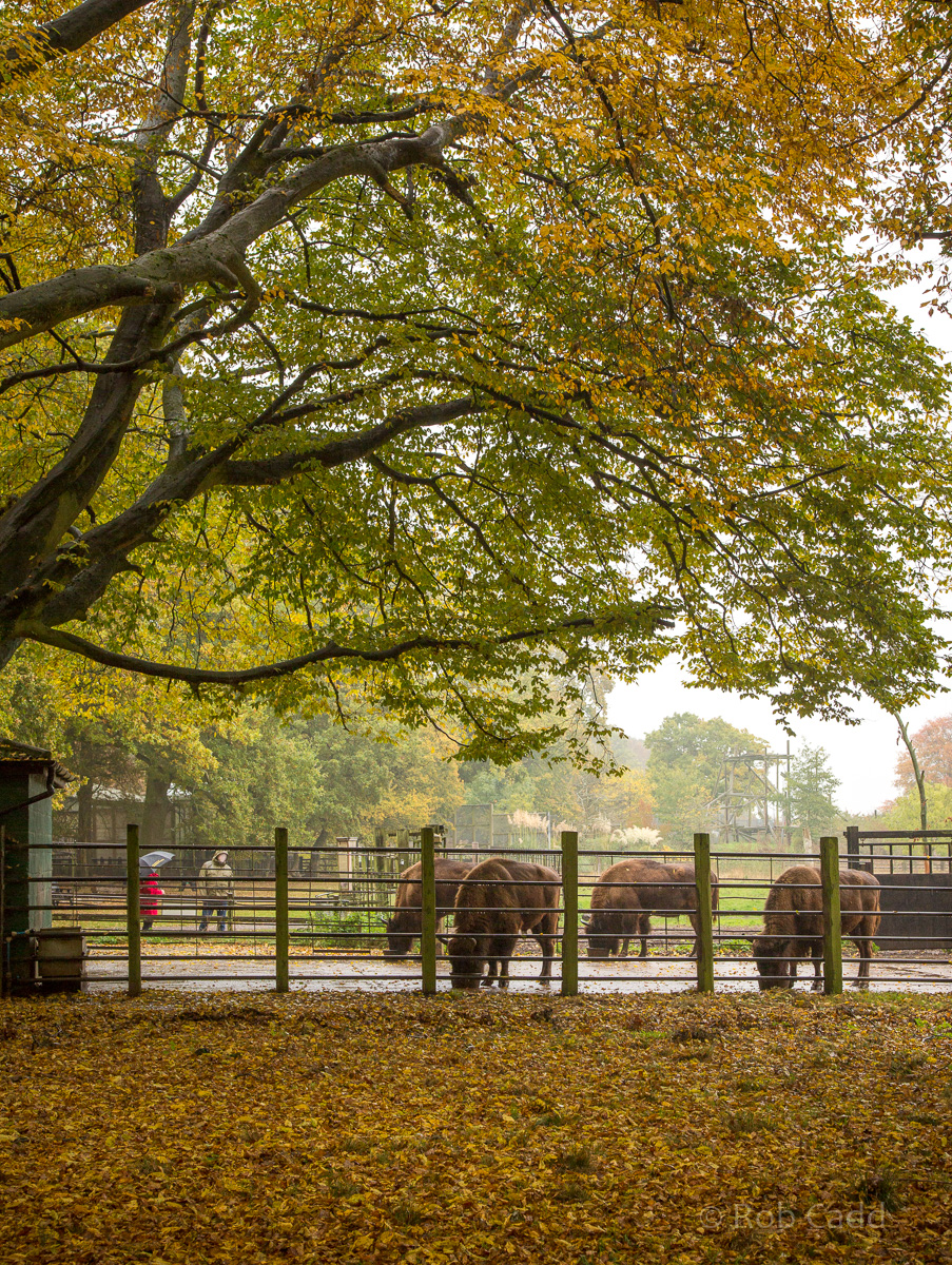 Wisent / European bison : Whipsnade : 04 Nov 2016