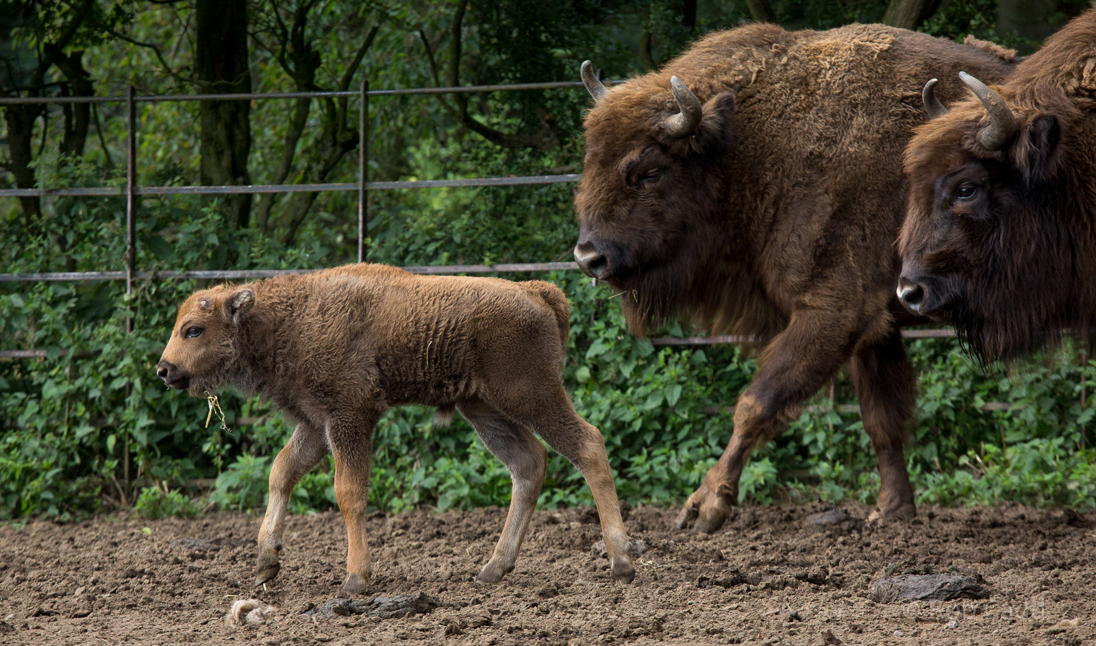 Wisent / European bison : Whipsnade : 16 Aug 2014