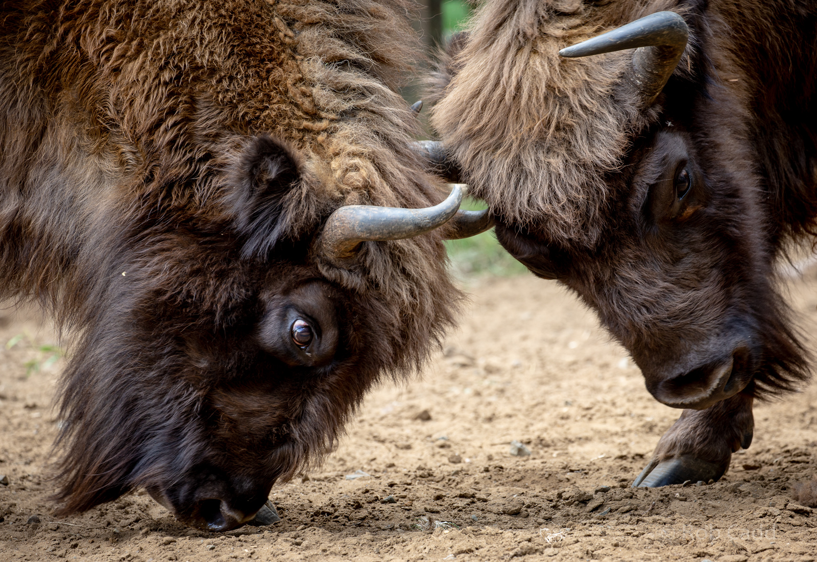 Wisent / European bison : Whipsnade : 16 Jun 2020