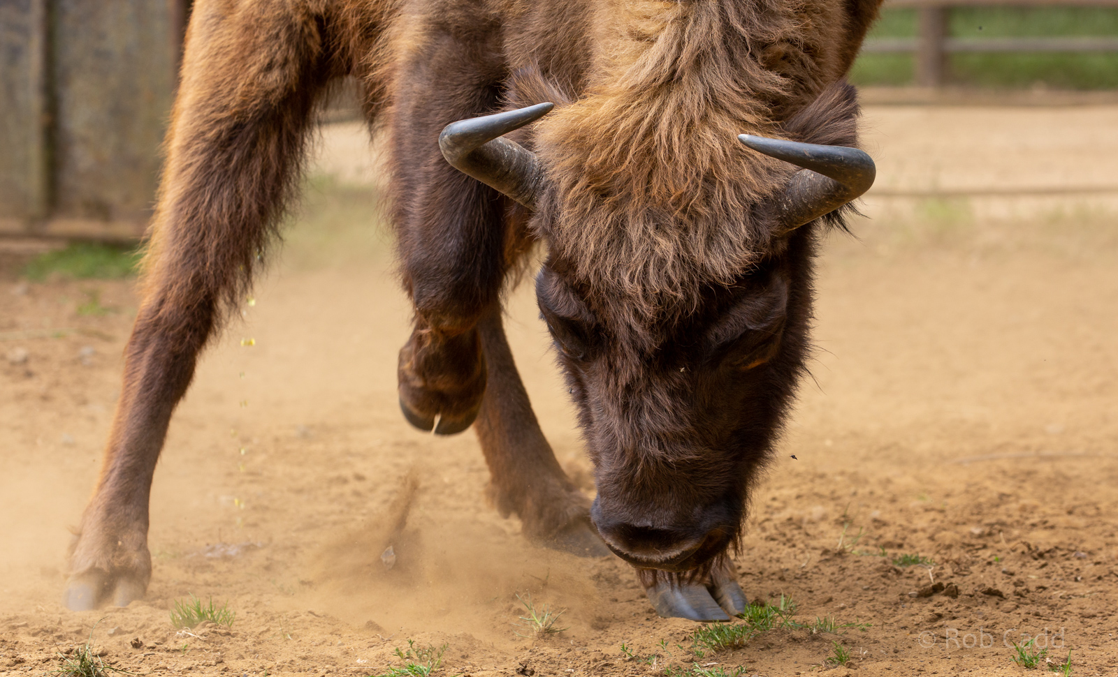 Wisent / European bison : Whipsnade : 16 Jun 2020