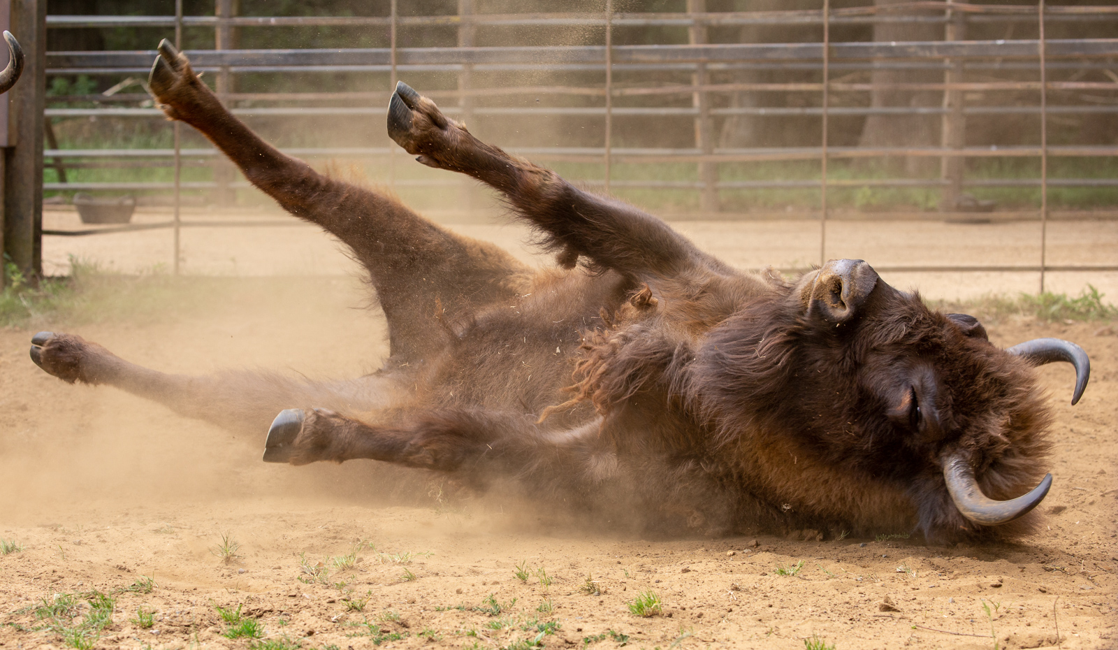 Wisent / European bison : Whipsnade : 16 Jun 2020