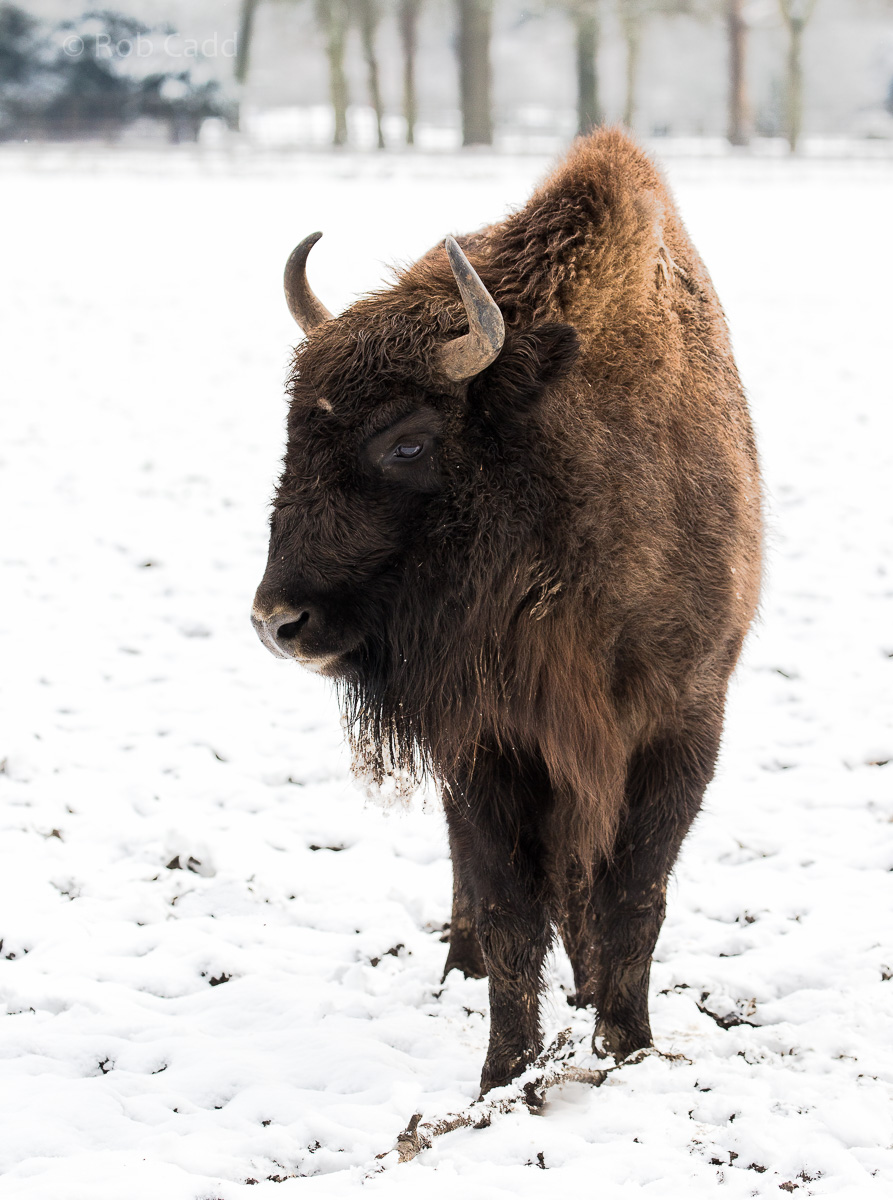 Wisent / European bison : Whipsnade : 17 Jan 2016
