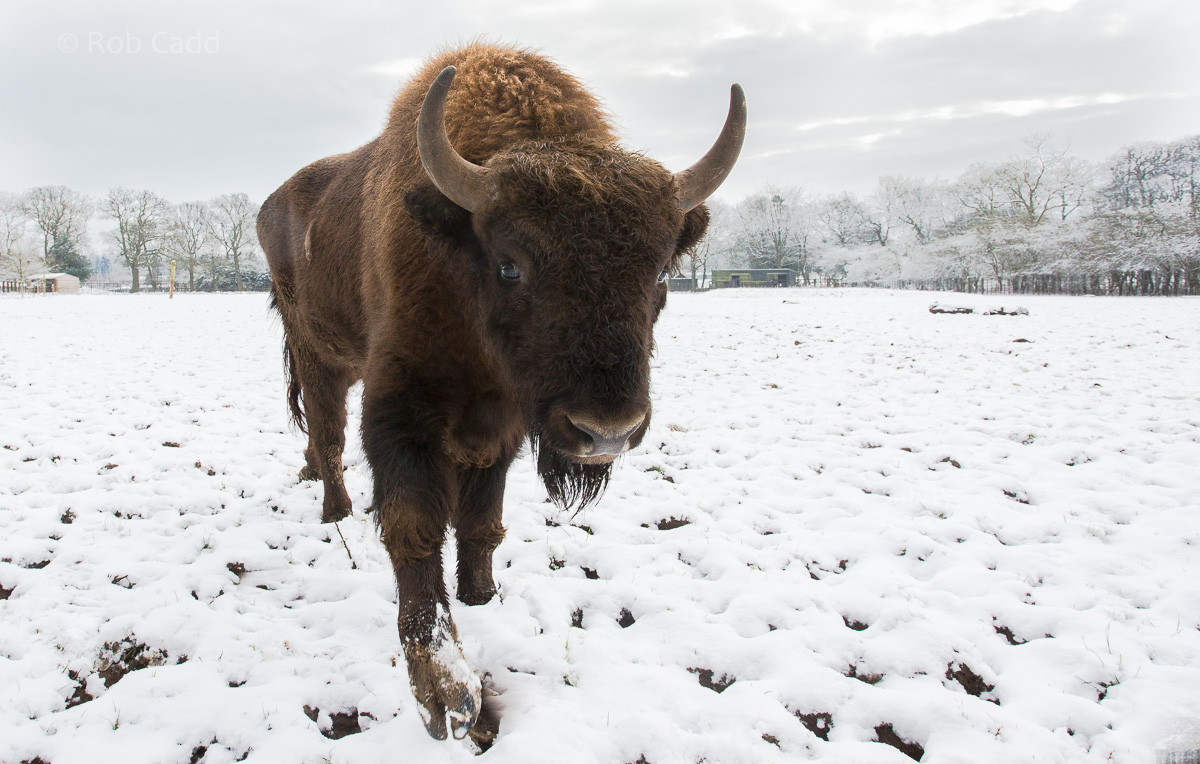 Wisent / European bison : Whipsnade : 17 Jan 2016