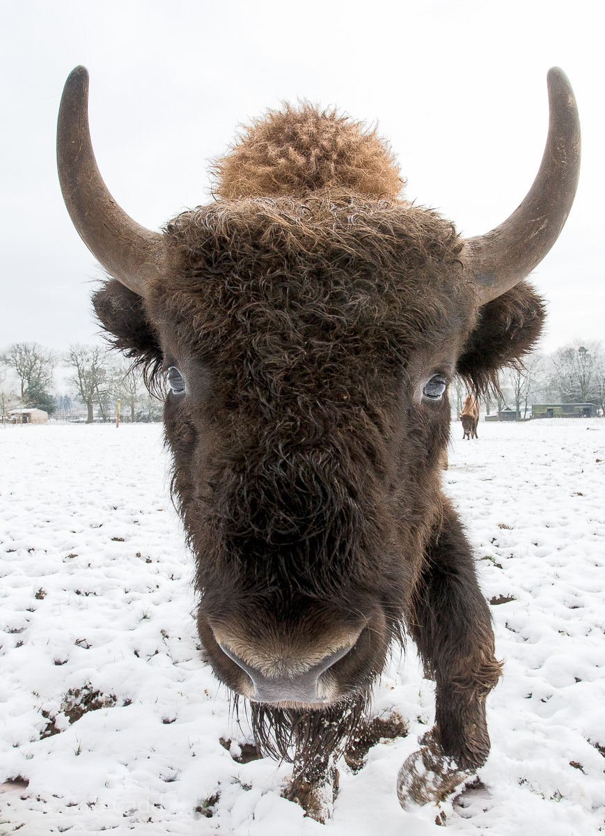 Wisent / European bison : Whipsnade : 17 Jan 2016