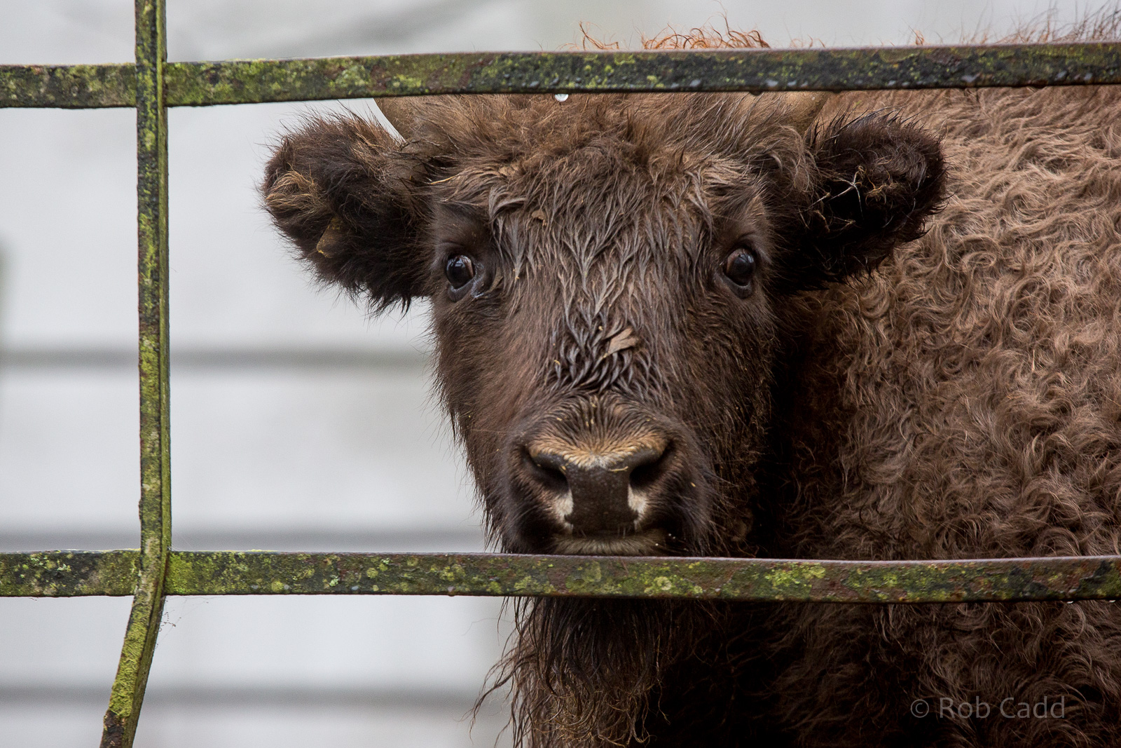 Wisent / European bison : Whipsnade : 30 Nov 2014