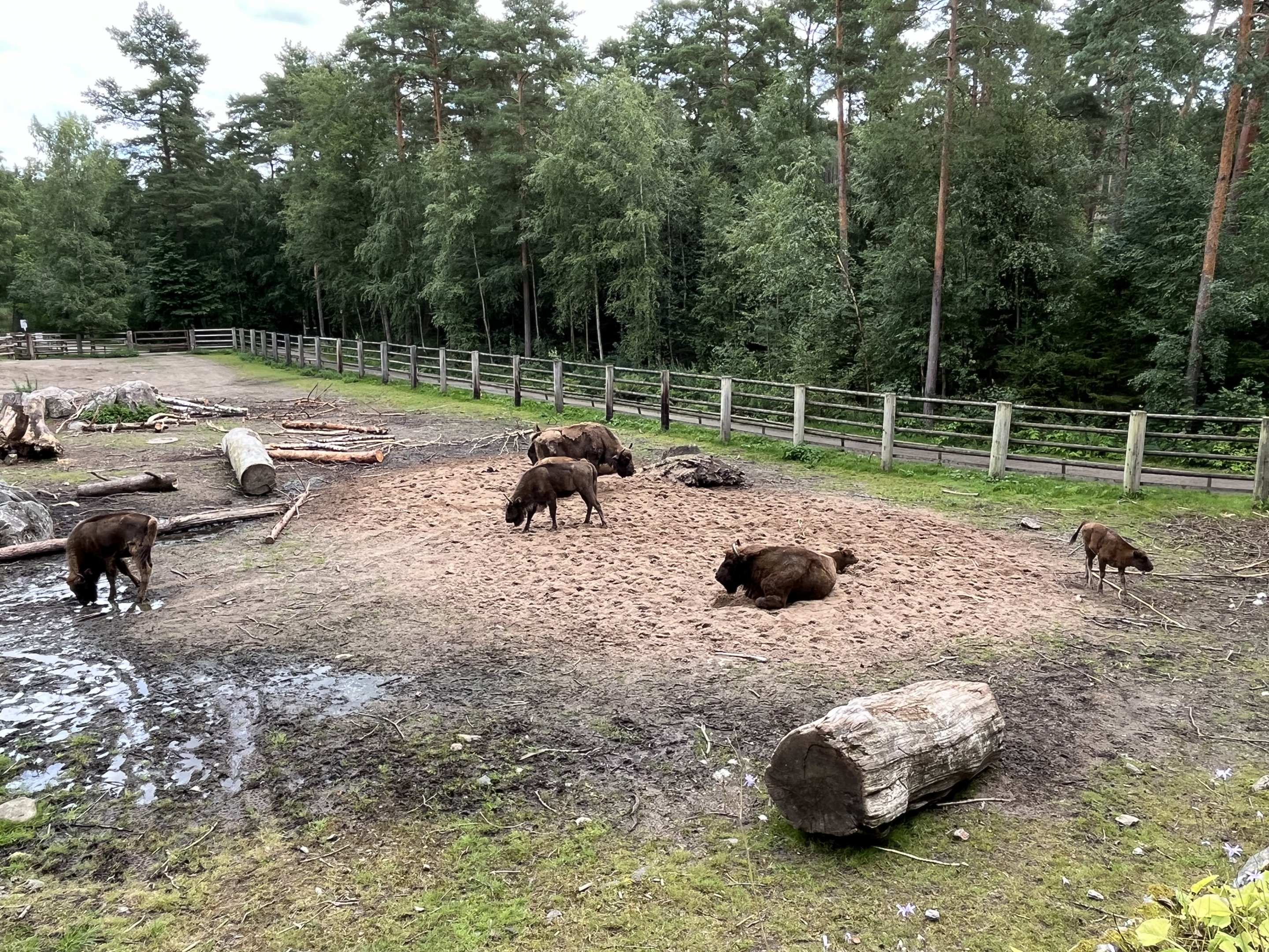 Wisent Exhibit #1