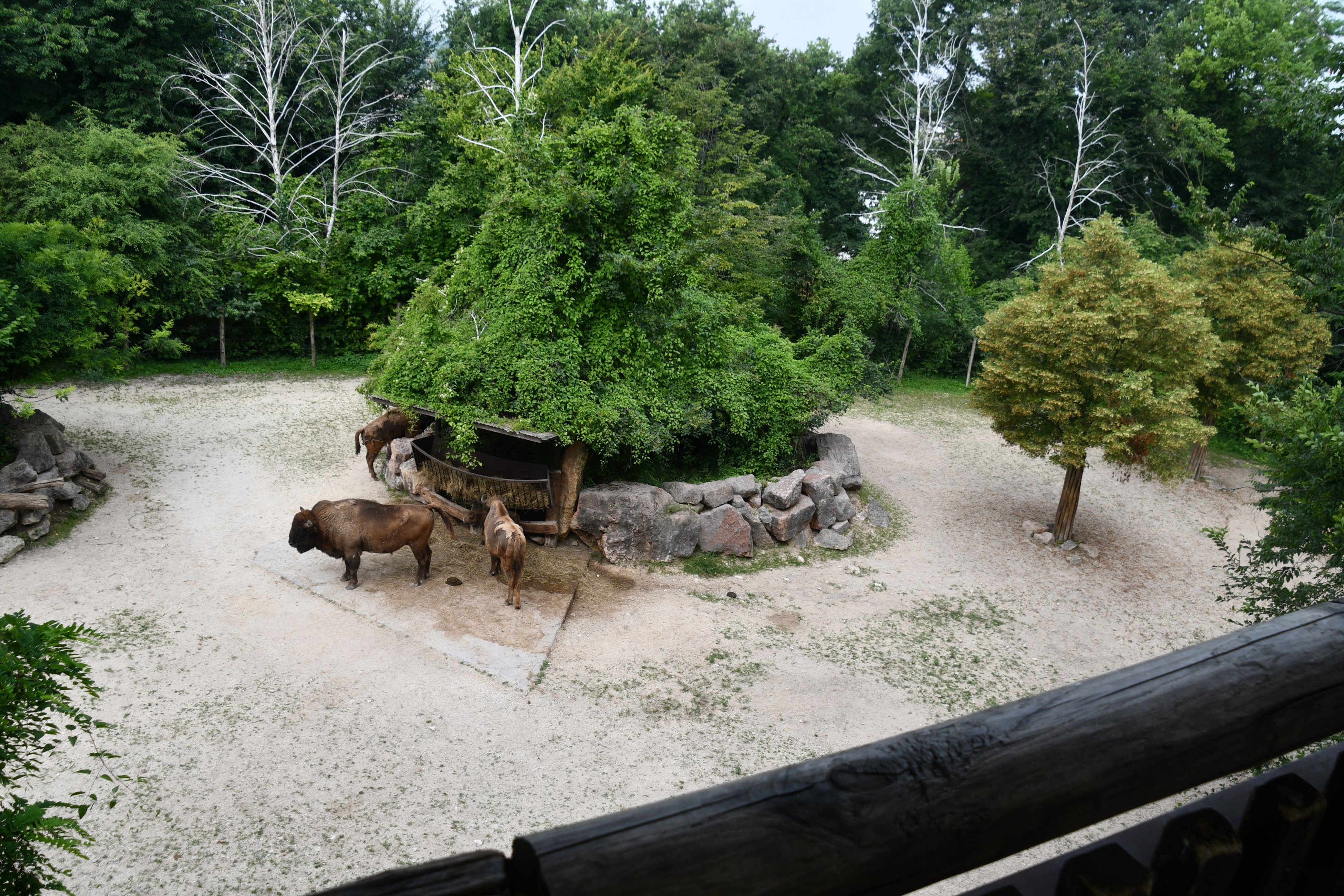 Wisent exhibit (from overlook)