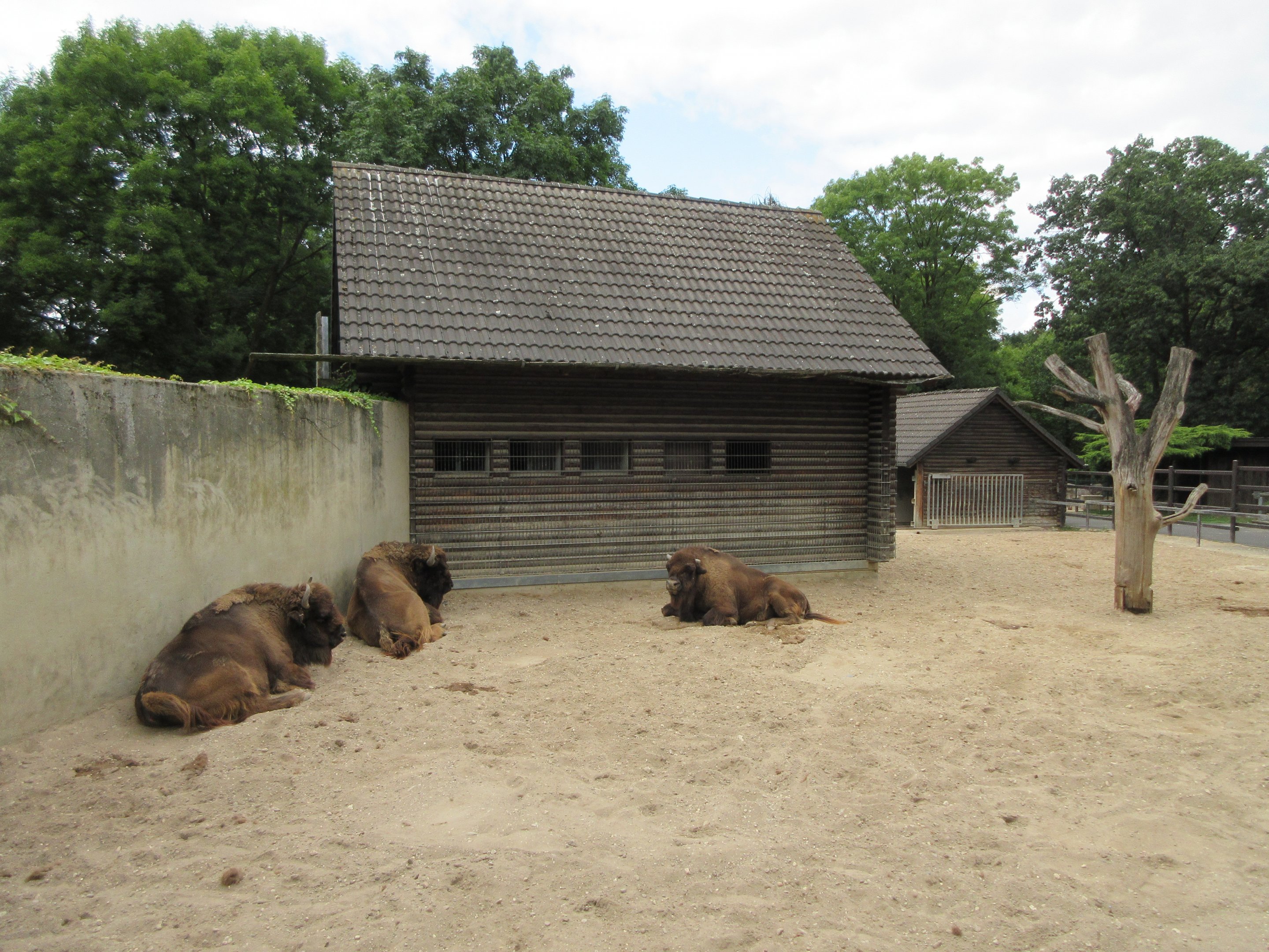 Wisent Exhibit