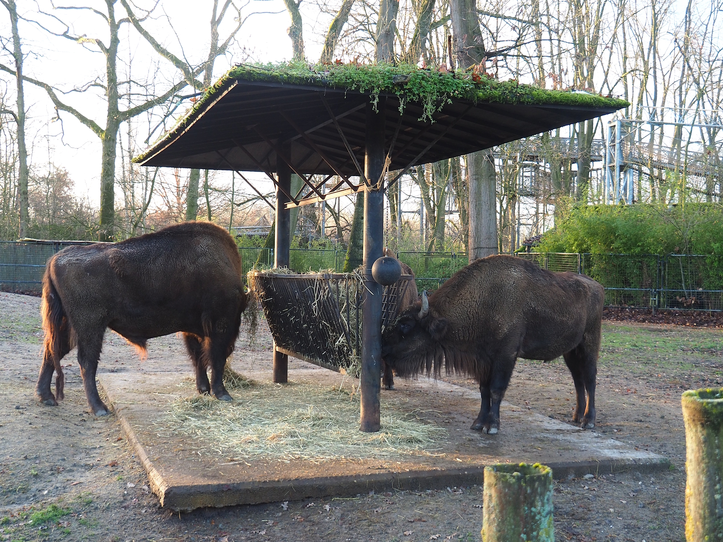 Wisent feeding stand, 2022-12-27