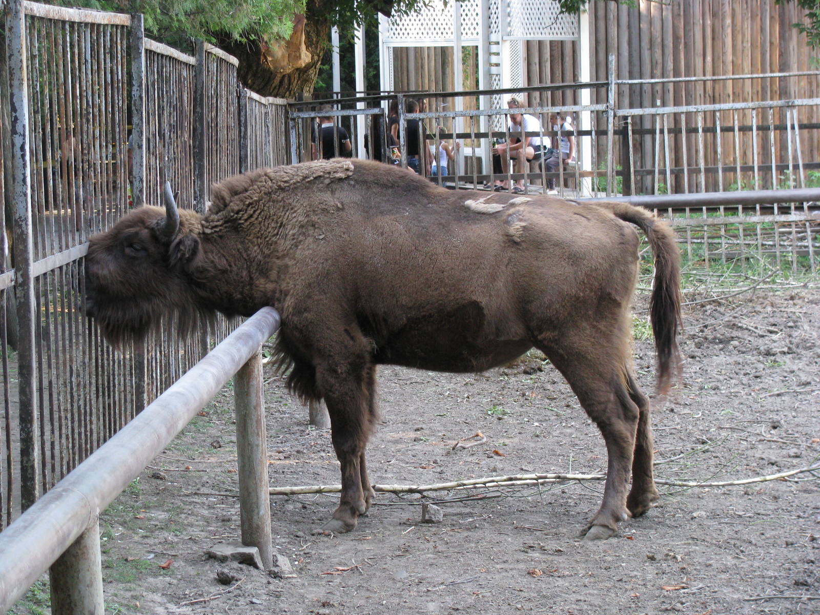 Wisent female